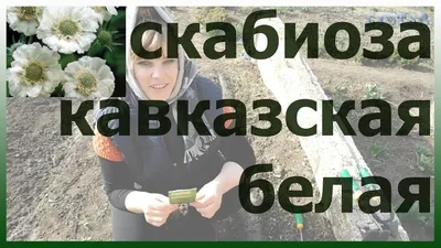 Скабиоза кавказская посадка уход выращивание Как посадить сажать скабиозу  Сеем скабиозу - YouTube