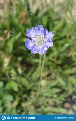 Кавказский цветок Pincushion Стоковое Изображение - изображение  насчитывающей цветок, кавказско: 138193047