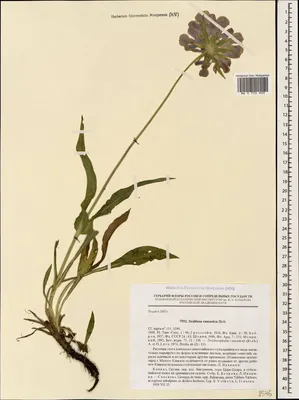 MW0720909, Scabiosa caucasica (Скабиоза кавказская), specimen