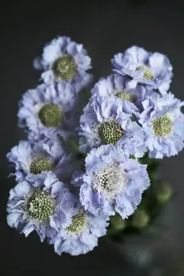 Цветы скабиоза - 63 фото