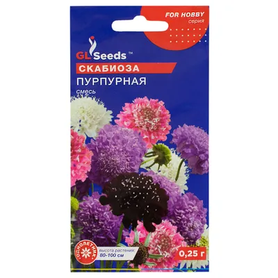Семена цветы Скабиоза кавказская синяя 10 семян Елітсорт 70534 – отзывы  покупателей | ROZETKA
