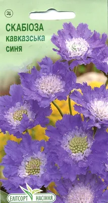 Цветы Скабиоза кавказская белая 10шт