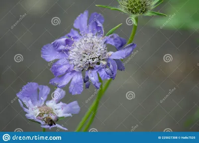 Как выглядит цветок скабиоза (75 фото) »