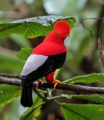 Андский скальный петушок. | Pet birds, Beautiful birds, Pretty birds