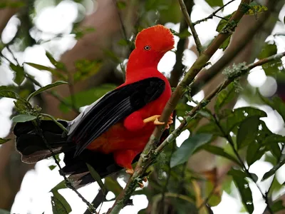 Andean cock-of-the-rock - Андский скальный петушок - כרבול… | Flickr