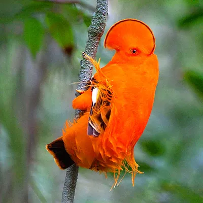 Необычные птицы (52 лучших фото)