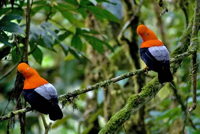 Золотой петушок Амазонских джунглей - Cordillera Escalera
