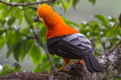 Потешная птица с плюшевым клювом: как живет андский скальный петушок |  Вокруг Света
