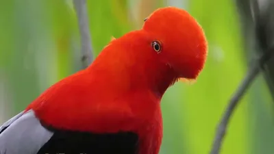 Потешная птица с плюшевым клювом: как живет андский скальный петушок