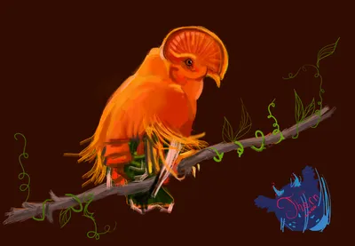 Иллюстрация Птичка \u0026quot;Гвианский скальный петух\u0026quot; в стиле 2d