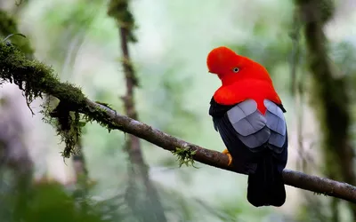 Необычные экзотические птицы со всего мира | Сад и Огород