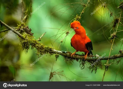 20 необычайно красивых и удивительных птиц, о которых вы, возможно, даже не  слышали