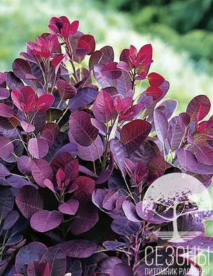 Скумпия кожевенная Роял Пурпл (Cotinus coggygria Royal Purple) – Питомник  растений СЕЗОНЫ