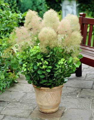 Скумпия кожевенная – дымящееся растение | Блог о ландшафтном дизайне