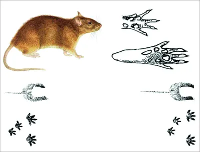 Следы крысы, мыши и как их отличить на снегу и грунте