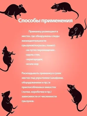 Крыса упала мне под ноги». Куда обращаться воронежцам, если в доме  поселились грызуны