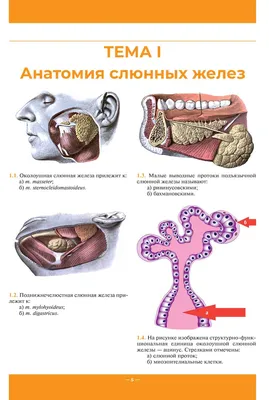 СЛЮННОКАМЕННАЯ БОЛЕЗНЬ ПОДНИЖНЕЧЕЛЮСТНЫХ СЛЮННЫХ ЖЕЛЕЗ. (СЛУЧАЙ ИЗ П