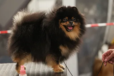 Собаки могут все: в Кузбассе выбирали самых красивых, быстрых и творческих