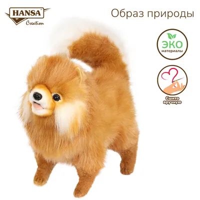 Королевский шпиц: 1 000 $ - Собаки Одесса на Olx