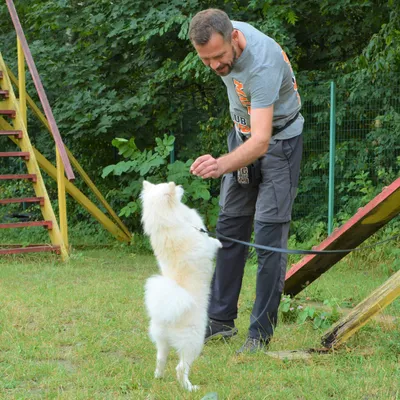 Померанский шпиц и немецкий шпиц: какая разница пород, основные черты