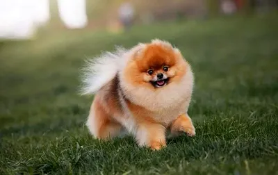 Pomeranian Puppy Изображения – скачать бесплатно на Freepik
