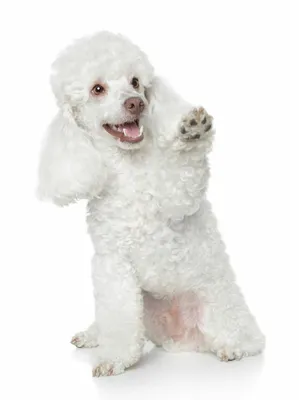 Порода собак пудель - описание, характер, характеристика, фото пуделей и  видео, цена