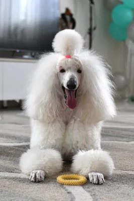 Пудель - описание породы собак: характер, особенности поведения, размер,  отзывы и фото - Питомцы Mail.ru