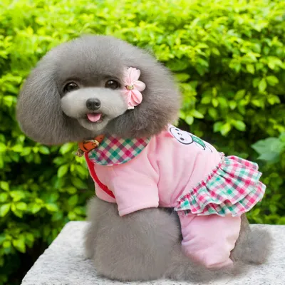 Рейтинг пород собак в Японии: той-пудели сохраняют лидерство | Nippon.com