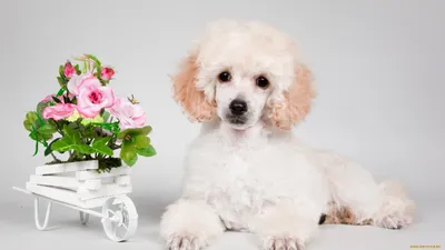 Пудель, также известный как „пудель „, также известный как „собака пуделя „  Стоковое Фото - изображение насчитывающей думайте, собака: 153334942
