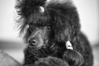Карликовый пудель - «Пудель - идеальная собака-компаньон» | отзывы