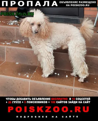 Кружка \"Пудель, собака, домашнее животное\" 320 мл — купить в  интернет-магазине по низкой цене на Яндекс Маркете