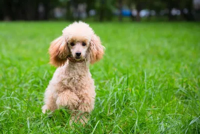 Карликовый пудель: фото собак, описание, характер породы - Purina ONE®