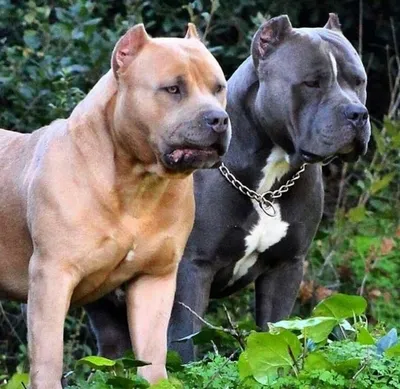 Бойцовские породы собак - 62 фото: смотреть онлайн