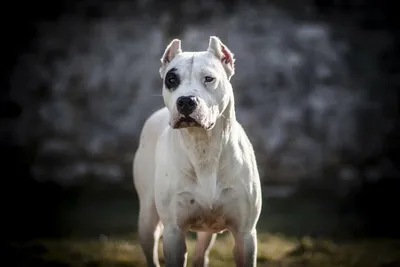 4 породы собак, официально запрещенные в Великобритании | ZOO CHANNEL | Дзен