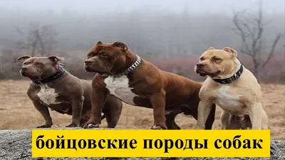 Собаки бойцовых пород фото