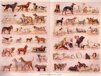 Породы собак по классификации кинологических организаций — Википедия