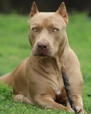 Бойцовские породы собак питбуль - 34 фото: смотреть онлайн