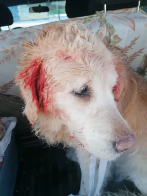 В Первоуральске два бойцовских пса напали на ретривера. Собаке сделали  операцию — Городские вести