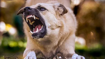 Агрессивные собаки: надо ли создавать список потенциально опасных пород? |  Raadio 4 | ERR