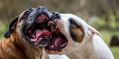 Список опасных собак: какие породы нельзя будет выгуливать без намордника –  Москва 24, 30.07.2019