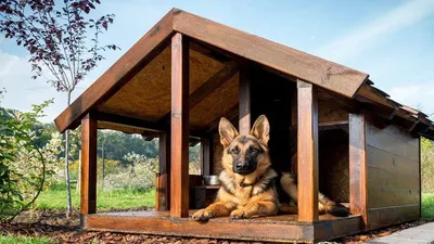 УТЕПЛЕННАЯ БУДКА для собаки | Съемная крыша Собачья будка домик Конура -  Доска бесплатных объявлений Mur.tv