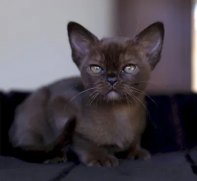 Бурманская кошка окрасы (30 лучших фото)
