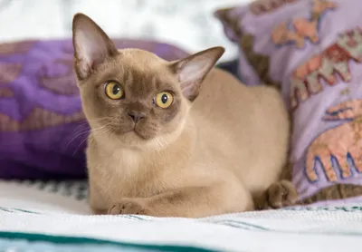 Бурманская Соболиная кошка - 35 фото: смотреть онлайн