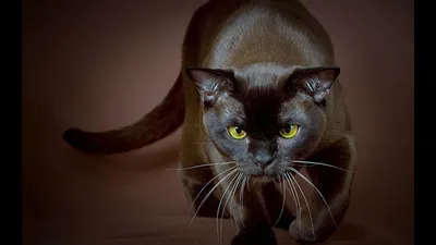 Бурманская кошка: фото, характер, описание породы