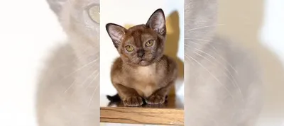 Бурма - соболиная кошка купить в Москве | Животные и зоотовары | Авито