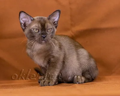 котята бурмы питомник O'KLER, бурманские котята