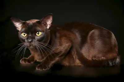 Кошка шоколадная Бурма - 49 фото