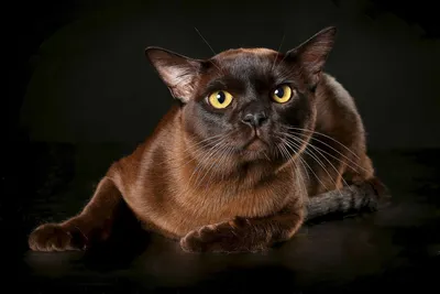Черные кошки породы Бурма - 35 фото