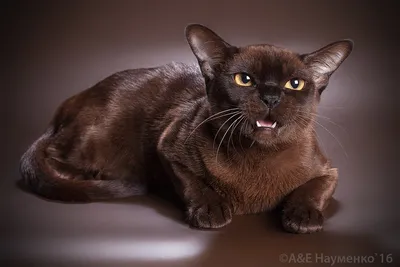 Питомник кошек Black Sable • КЛК Параллель