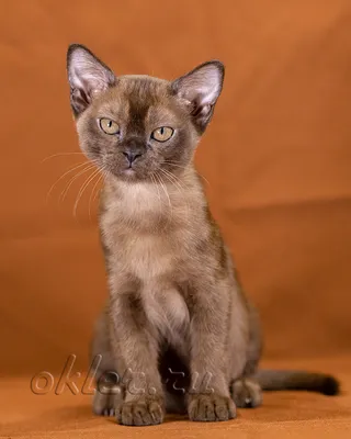 котята бурмы питомник O'KLER, бурманские котята